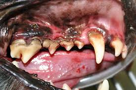 DENTAL DISEASE 1