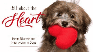 Heartworm