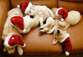 Merry Xmas dogs