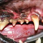 DENTAL-DISEASE-1