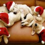 Merry-Xmas-dogs