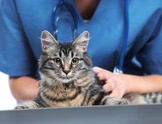 Veterinary Caring Of A Cute Cat