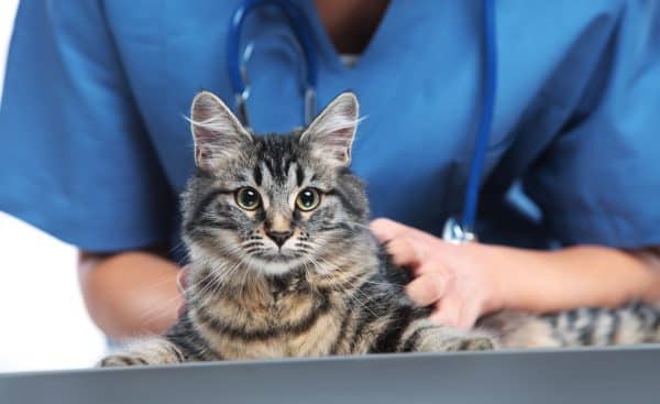 Veterinary Caring Of A Cute Cat