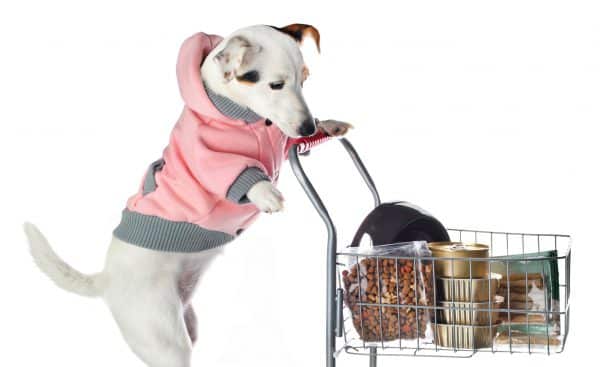 Jack Russell Dog Pushing A Shopping Cart Full Of Food