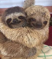 Sloths Hugging