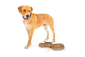 Snake And Dog Image 2