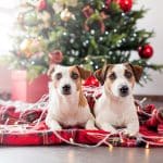 Christmas Dog Banner 2