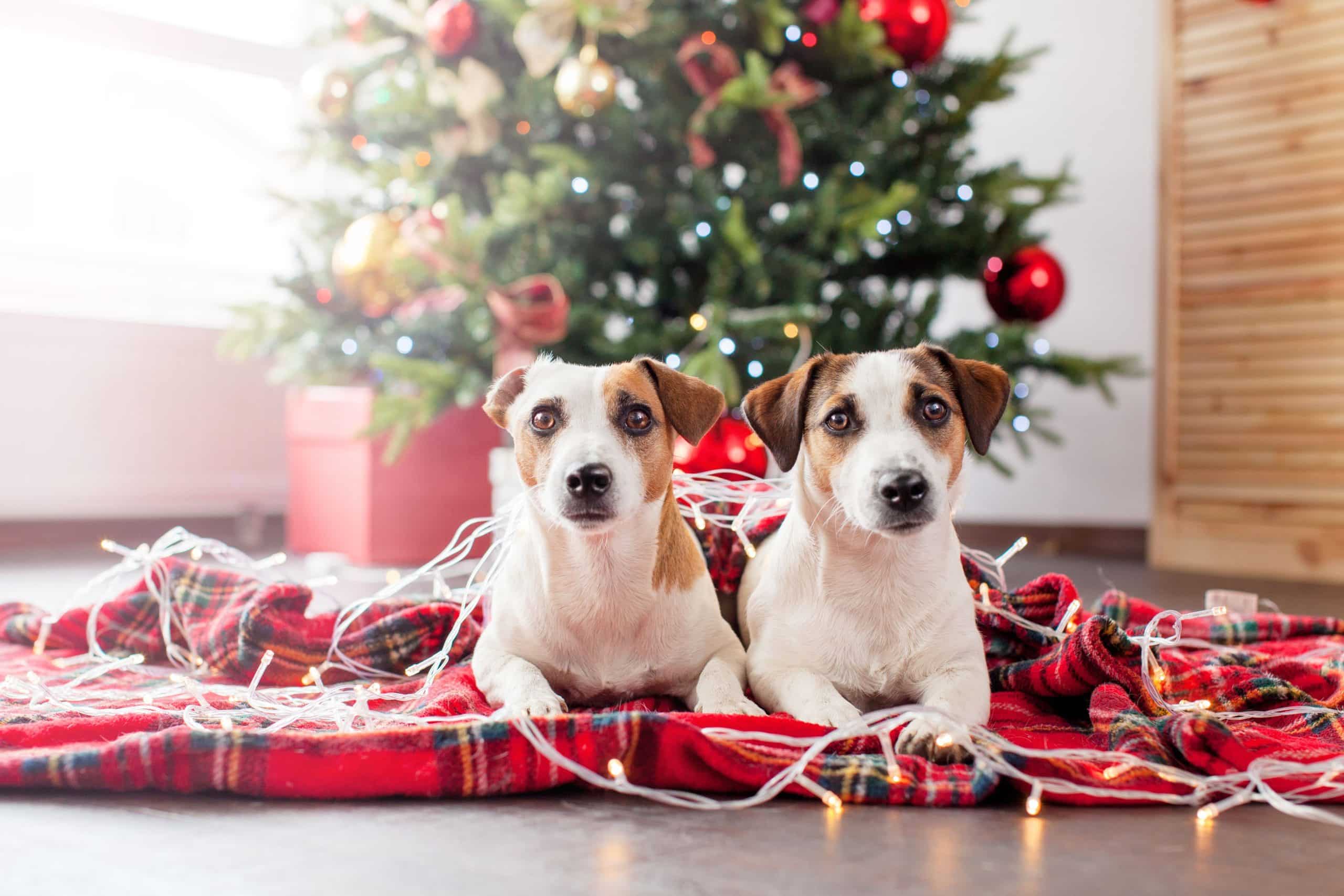 Christmas Dog Banner 2