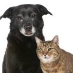 old-cat-and-dog
