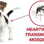 puppy-and-mosquito