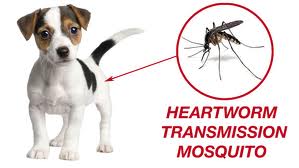 puppy-and-mosquito