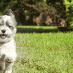 vet-blog-thumb1