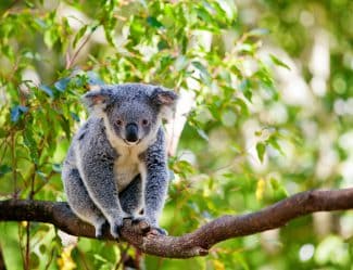 Australian Koala In Its Natural Habitat Of Gumtrees